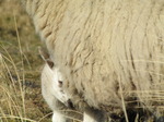 SX12872 Tiny white lamb hiding behind ewe.jpg